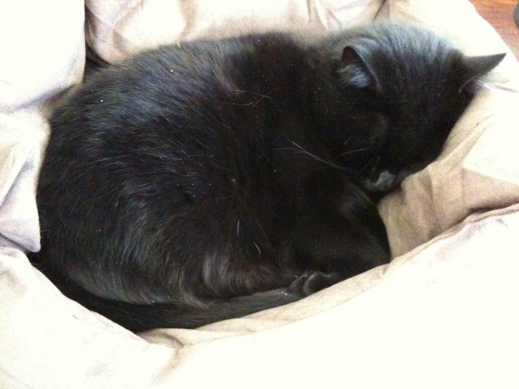 Connor the Cat
