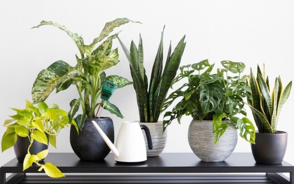 How to Keep Your Houseplants Happy