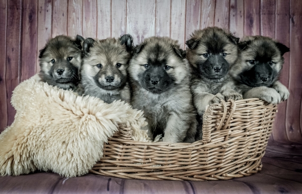 Don’t Be Blinded by Puppy Love – Volunteer, Foster or Adopt Instead