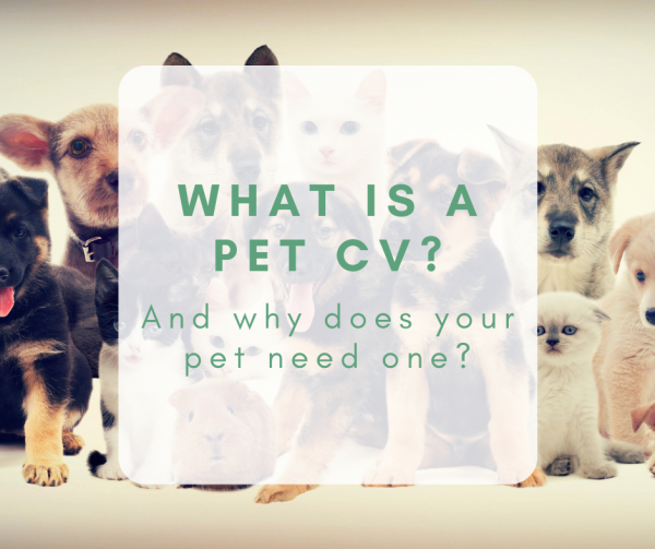 What is a Pet CV, and why does your pet need one?