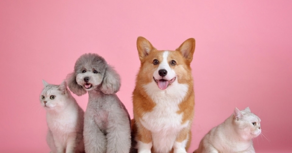 Should Landlords in Allow Tenants to Keep Pets?