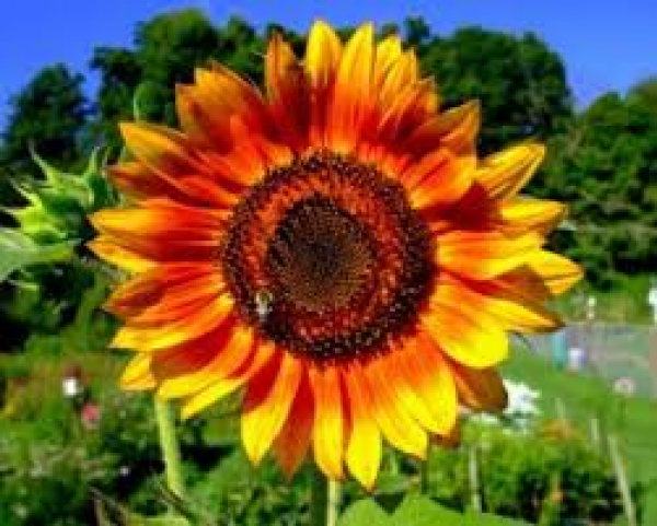 DON'T FORGET YOUR GARDEN!
