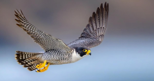 The Peregrine Falcons of Beverley Minster: Our Favourite Long-Term Tenants