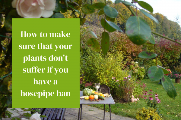 How to make sure that your plants don't suffer if you have a hosepipe ban