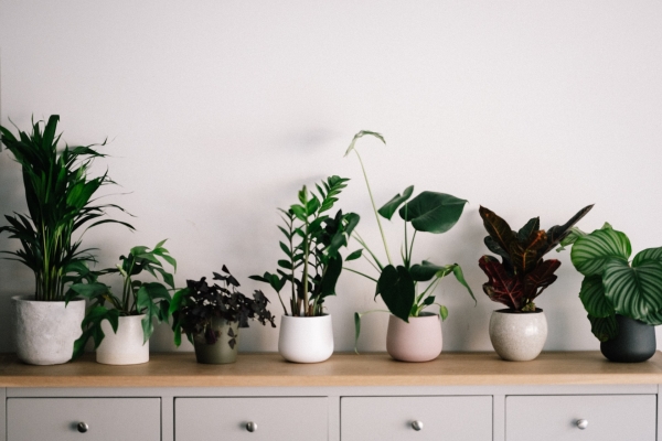 How to Keep Your Houseplants Happy