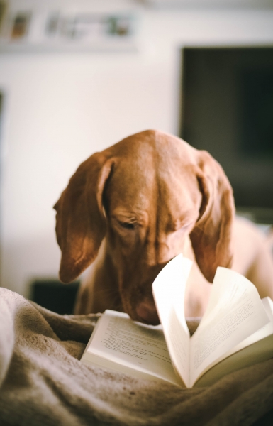 How Will You Be Celebrating National Read a Book Day in Neath