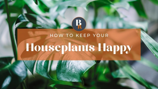 How to keep your houseplants happy