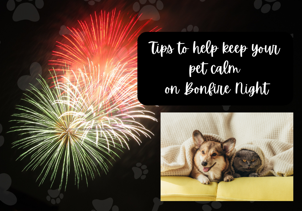 Tips To Help Keep Your Pet Calm On Bonfire Night