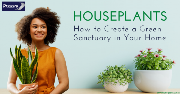 Houseplants: How to Create a Green Sanctuary in Your Sidcup Home