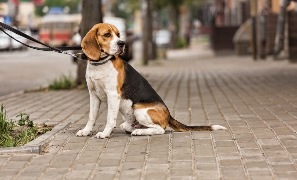 Dog Theft Awareness Day: How to Keep Your Pooch Safe