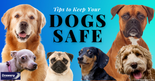 Tips to Keep Your Dogs Safe in Sidcup