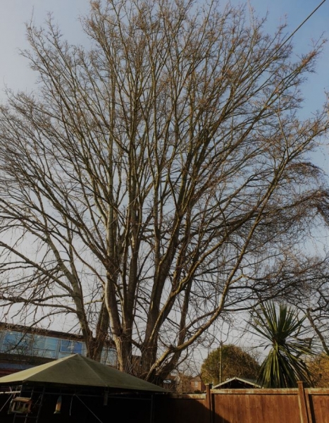 My neighbours’ tree is blocking my daylight, am I allowed to cut it back?