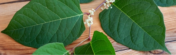 What should I do If I find Japanese Knotweed?