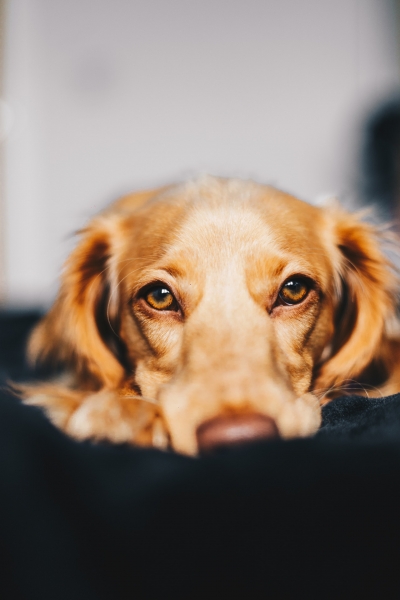 Neath Pet Owners - Keep your furry friends safe and sound this Bonfire Night