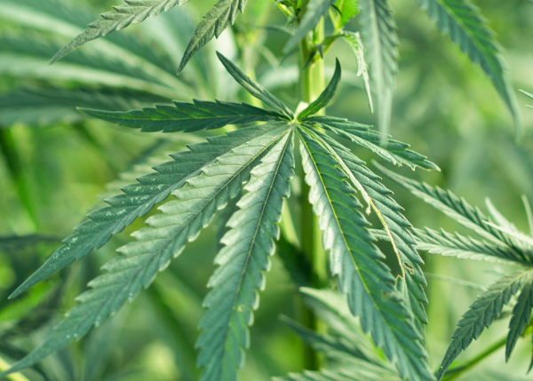 Up in Smoke - What Launceston Landlords Need to Know About Cannabis Factories