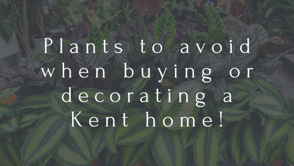 Plants to avoid when buying or decorating a Kent home!