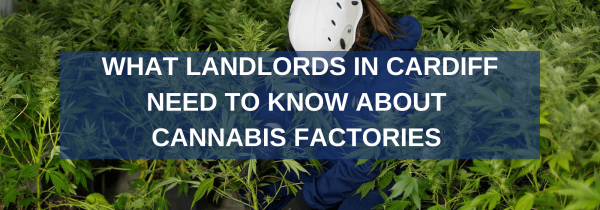 What Landlords in Cardiff Need to Know About Cannabis Factories
