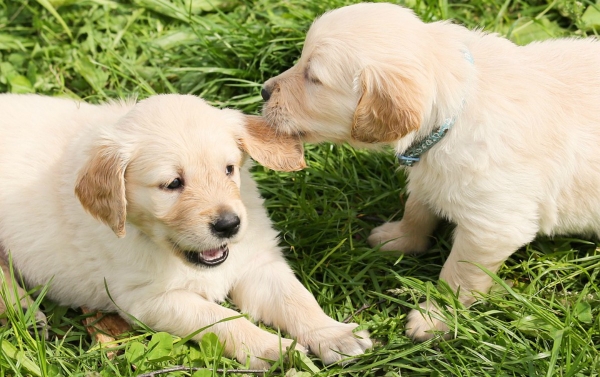 Could Being Pet-Friendly Open Up New Avenues As a Landlord?