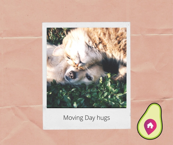 Moving with pets