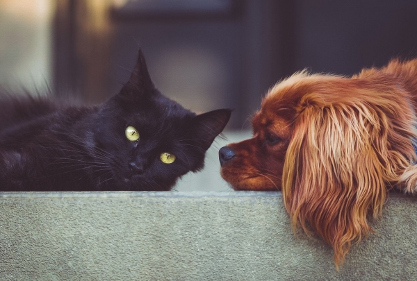 Advice for High Wycombe Landlords on Tenants with Pets