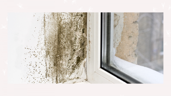 Cherry Lets Guide to Damp or Mould