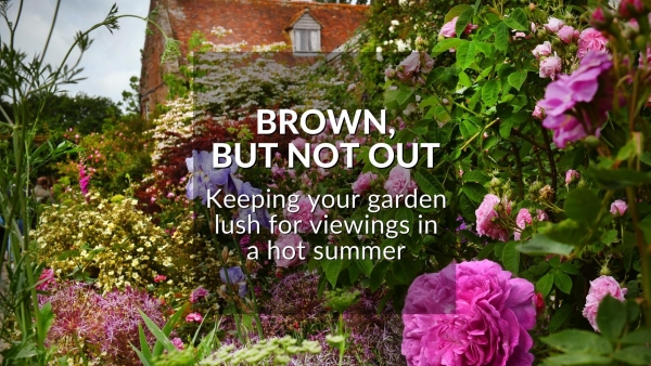 BROWN, BUT NOT OUT: KEEPING YOUR GARDEN LUSH FOR VIEWINGS IN A HOT SUMMER