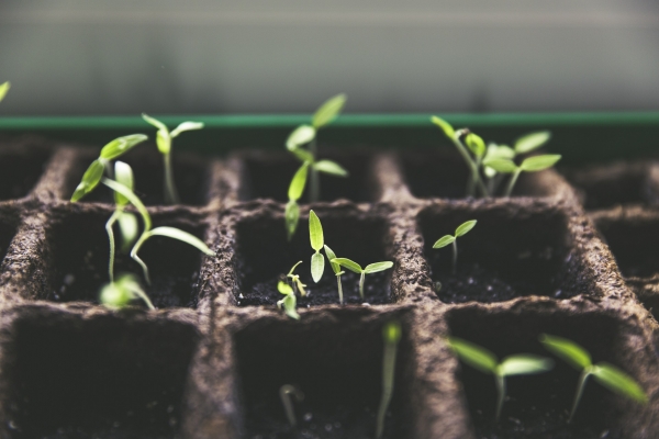 Tips to Make Your Diet More Organic