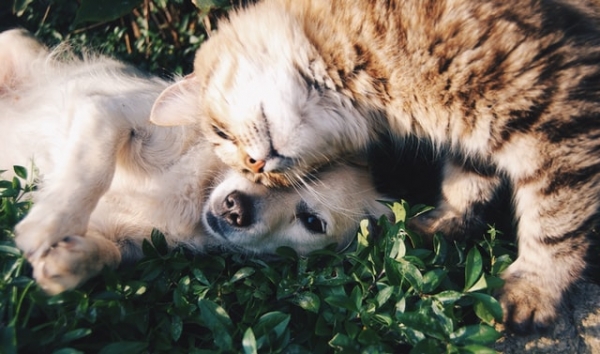 How the pets of Neath are helping people in lockdown