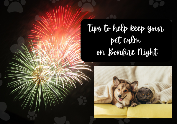Tips to help keep your pet calm on Bonfire Night
