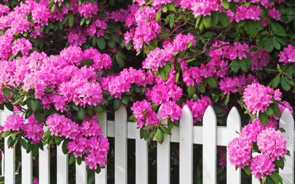 How to add value to your garden to help sell your home