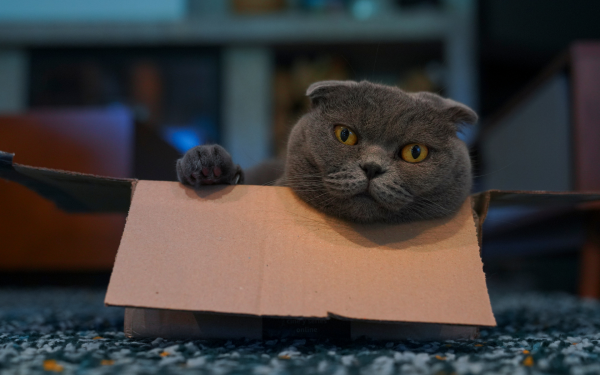 What are the top moving home questions according to Google?