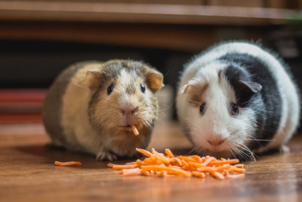 The Soothing Power of SIDCUP’S Pets During Lockdown