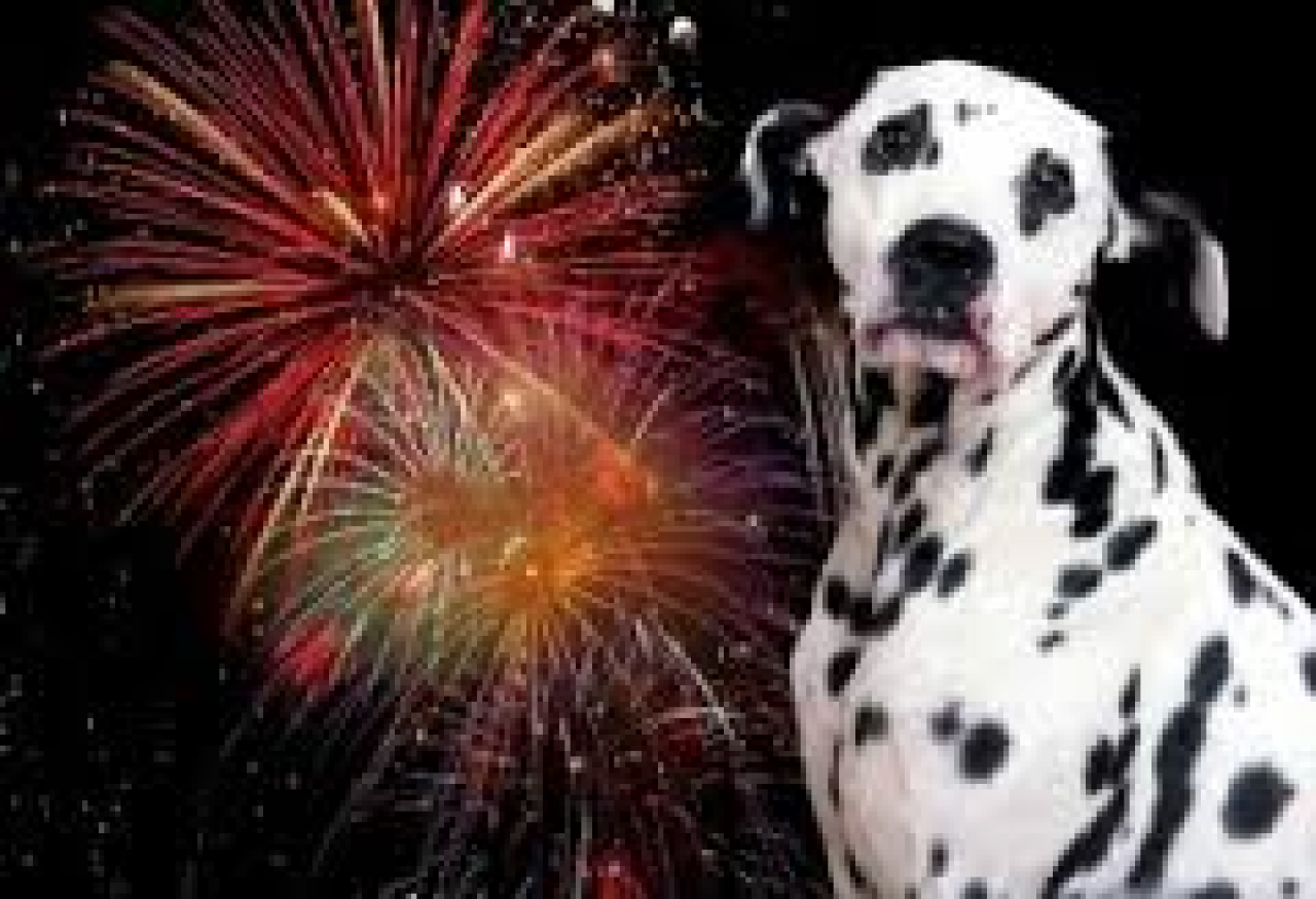 >Five tips to keep your dog...