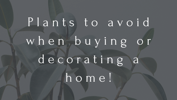 Plants to avoid when buying or decorating a home!