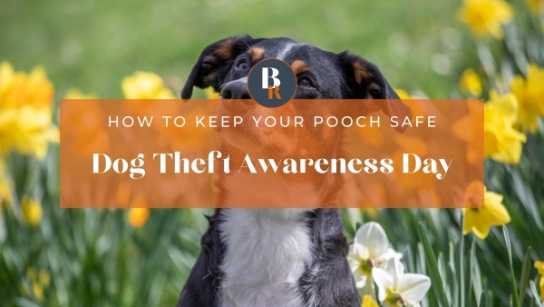 Dog Theft Awareness Day: How to Keep Your Pooch Safe