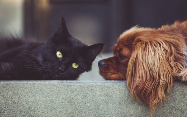 Should Landlords in Bromley and the South East Allow Tenants to Keep Pets?