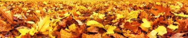 Lettings Autumn Update
