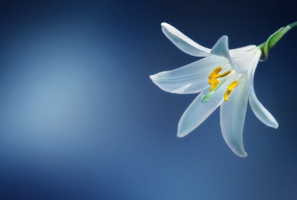 Sell Your Home This Spring by Following These Top Tips