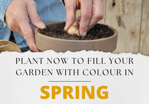 Plant Now to Fill Your Garden with Colour in Spring