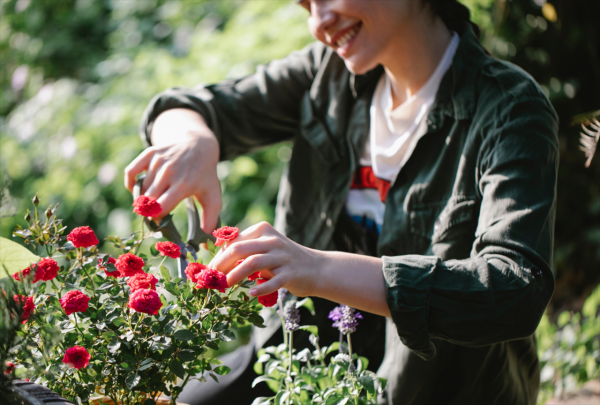 Five Ways High Wycombe Landlords Can Avoid Garden Maintenance Disputes