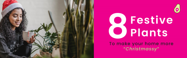 8 Plants to make your home more festive