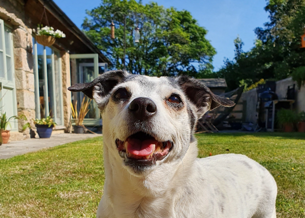 Ten Things Launceston Landlords Should Know About Tenants and Pets