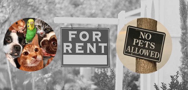 Government launches new pet-friendly Model Tenancy Agreement
