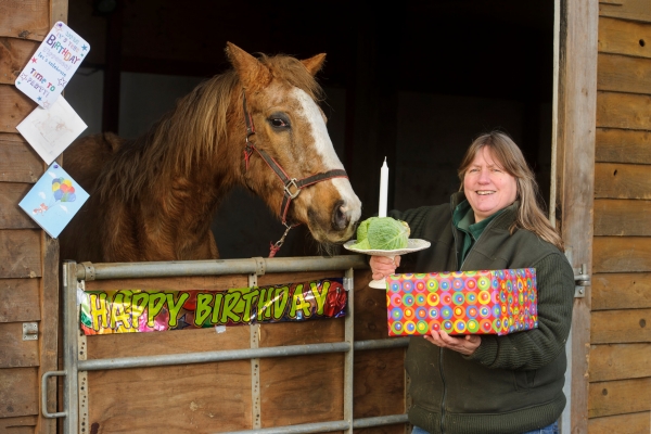 Welcome to Remus Horse Sanctuary in Ingatestone, Essex