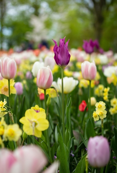 Top Spring Selling Tips for Sidcup Homeowners