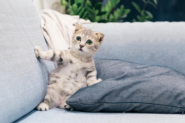How you can care for your pets through fireworks season in Manchester