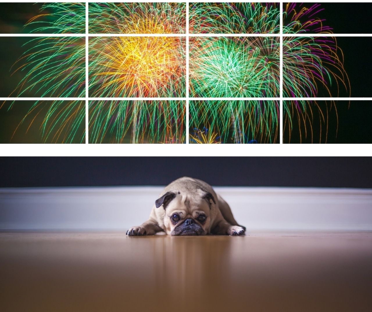 >dog scared of fireworks