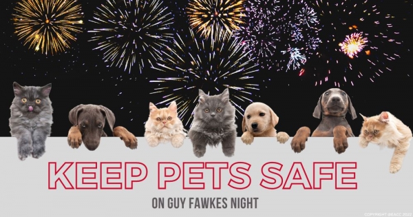 How to Keep Pets Safe on Bonfire Night 