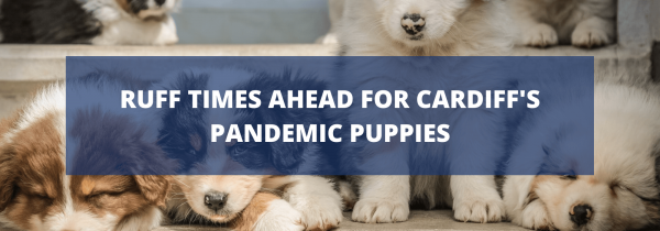 Ruff Times Ahead for Cardiff's Pandemic Puppies
