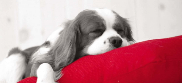 Lets With Pets